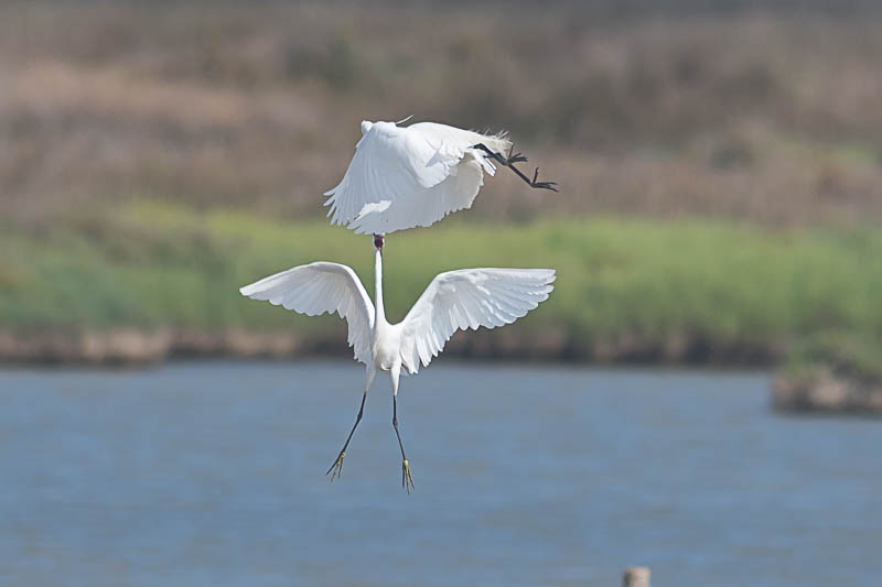 Kleine Zilverreiger